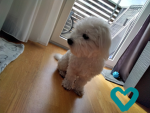Enten#####