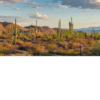 Desert Zombie War Fair