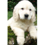 Pupper Official