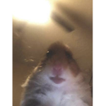 Junior/furry