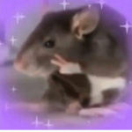 r a t s ~