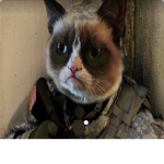 POP CAT ADIMN TRYOUTS