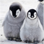The penguin war