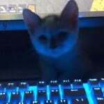 mew