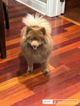 I am crazy about dogs
