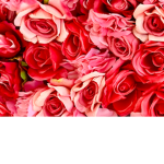 Yellow rose group
