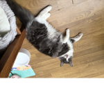 The cat club beat