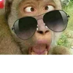 MONKEY!group