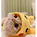 Kawaii cats S2
