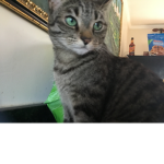 Carl the cat