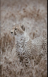 Cheetah for ever