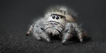 spyder_studios