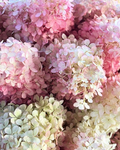 elise’s favs |