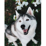 Husky Group much doge such husky