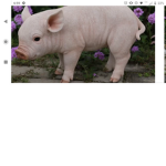 If you like pigs please join