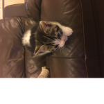 I love cats soooo much