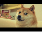 Dogey doge group