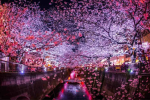Sakura Hunters