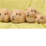 guiniea pig lovers