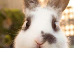 The bunny studios