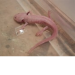 AXOLOTL HATE CLUB!