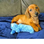 da puppies group