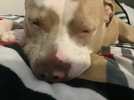 Chosen The Dog