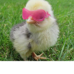 Party Rooster Poo Poo