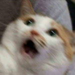 Confused Studios Group