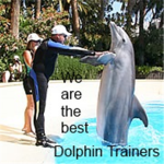 Dolphin Trainers