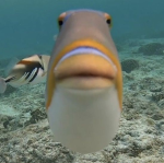 i <3 fish