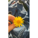 https.sun.flwr