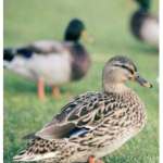 Lucky ducky world