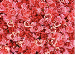 The Flower Bundle