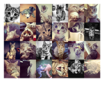 Cat Club For Fans :D