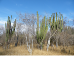 [MX] Guamúchil Sinaloa