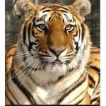 We are fierce with tigers