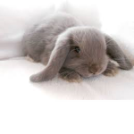 #TEH BUNNY SQUAD