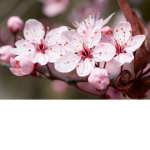 blossom cream