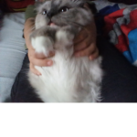 Charles the cat group