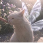 fawnfairies