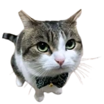 Wawa