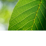 Agent leaf zones