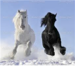 White apple horse group