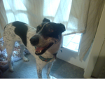 Doggy jakey