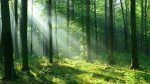 #teamtrees join this group if you love nature