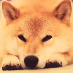 the dope doges