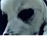 Death of dogs