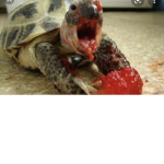 turtle vs froggy