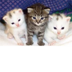 Kittys attack